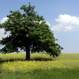 Umwelt Baum